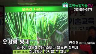 [효원농업기술TV] 농사의달인 안이영박사-양파재배 강의3 (천지농협설명회)