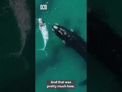 Southern right whales are making a comeback ... slowly ABC Australia shorts