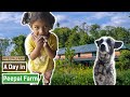 A Day in Peepal Farm! (Hindi) A Day in Peepal Farm! (Hindi)