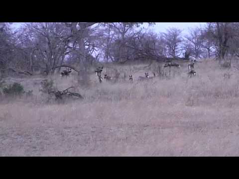 Djuma: Wild Dogs with 6 pups at pan-Pt:4 - 05:48 - 09/16/18