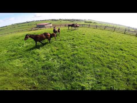Elevage Thierry Cyprès chevaux Pur Sang et AQPS