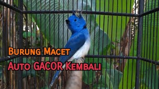 Download lagu Masteran/ Pancingan Burung Kehicap Ranting Bahan Agar Cepat GACOR mp3 Download lagu Masteran/ Pancingan Burung Kehicap Ranting Bahan Agar Cepat GACOR mp3