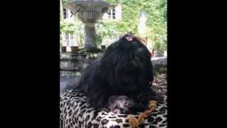 preview picture of video 'Shih tzu Bitsy goes to Provence, France'