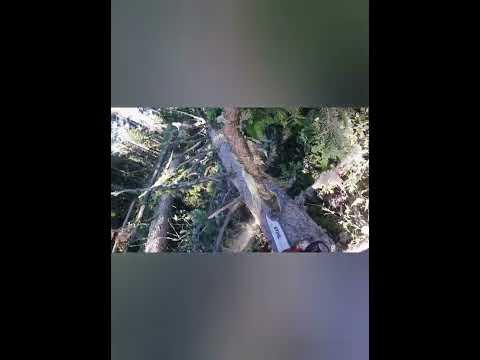 Zurück in den Wald nach schweren Unfall. Die Ersten Versuche