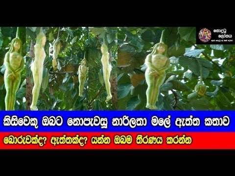 The rarest flower Narilatha