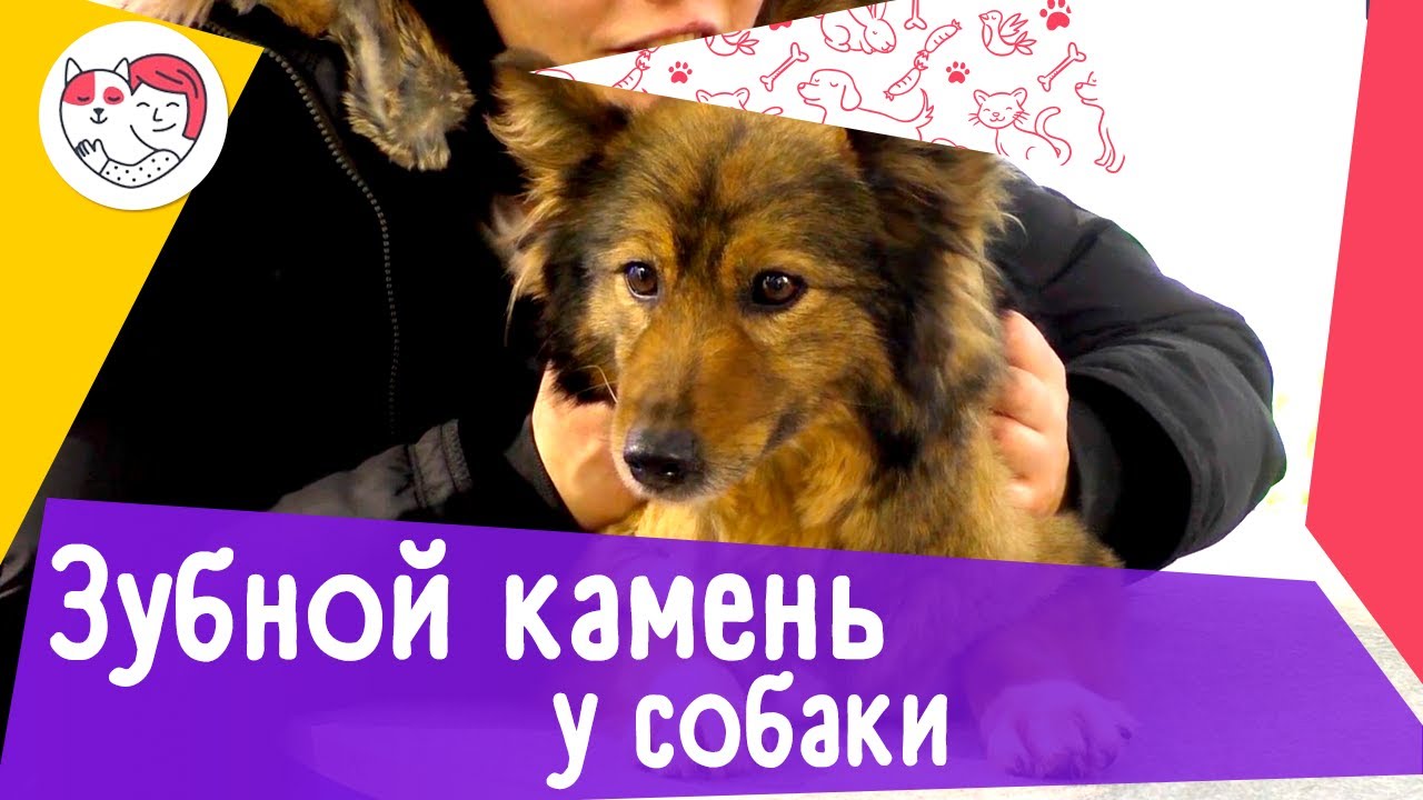 5 популярных вопросов про зубной камень у собак