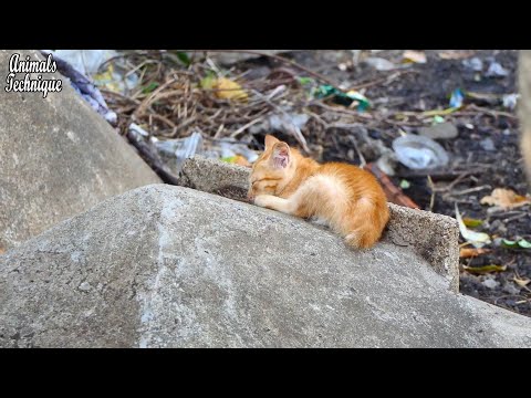 Sad abandoned kitten ask for adorable 😢 but people always ignore him