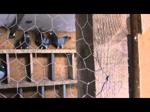 Interviu cu Serban Cornel - mare campion columbofil de fond și maraton (Brăila)