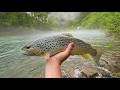 TROUT Fishing And Camping For 3 DAYS In The Misty Mountains