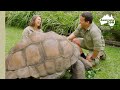 Spend Some Time With Our Cheeky Giant Tortoise Australia Zoo Life