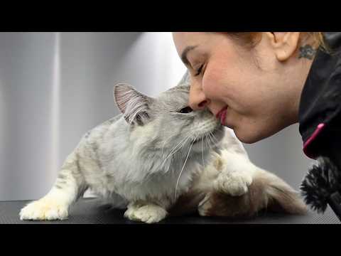 I Wasn't Ready For How Sweet This Rescue Maine Coon Was 🥹❤️