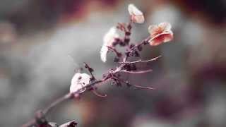 Michel Nyman - Franklyn (Wonderland)