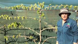 preview picture of video 'Dwarf Mulberry - Red Shahtoot - Espalier Red Shahtoot Mulberry 2nd year at Daleys'