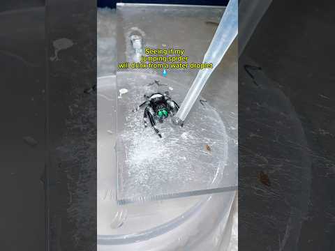 Will he drink it? #jumpingspider