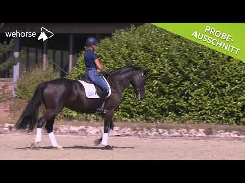 Grundausbildung des jungen Pferdes: Durchlässigkeit fördern | Ingrid Klimke