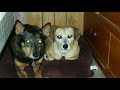 Willie Nelson - I've loved you all over the world (Sparky Ver.)