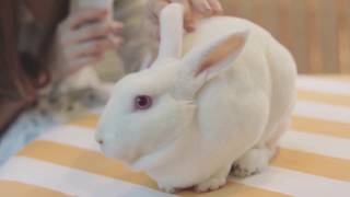 SistaCafe Channel : พาเที่ยวคาเฟ่กระต่าย Bunny Sweet Home