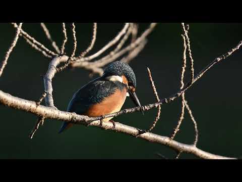 カササギを菜園から追い払う方法 人間の存在 庭の研究 カササギの訪問時間