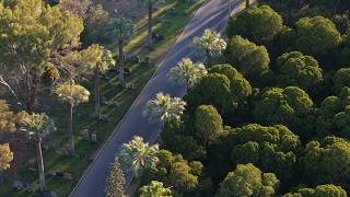 Tucson Arbor Services Drone Video | Video by Southwest Drone Tech
