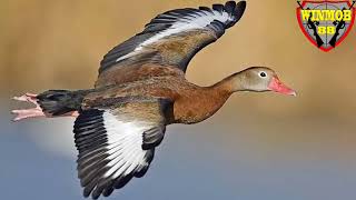 Download lagu Suara pikat burung belibis mantap mp3