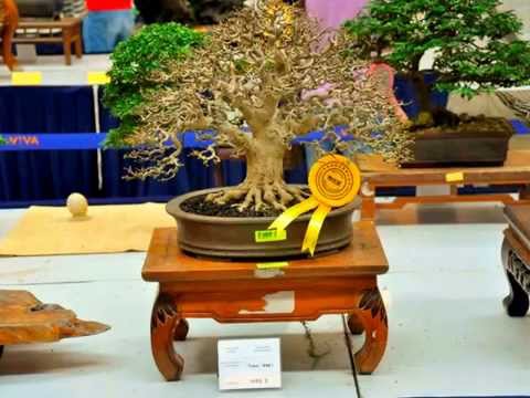 National Bonsai and Suiseki Exibition and Competition-Bonsai by LEE KAM FUI