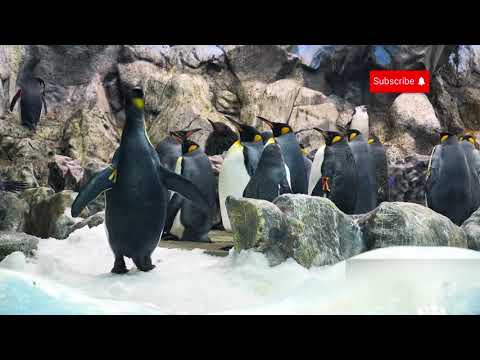 How Do They Survive? The Secrets of Penguins, Polar Bears & Seals