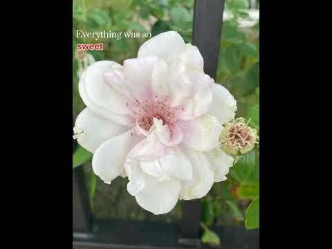 Everything was so sweet #h2btd #narcissisticabuse #podcast #mentalhealthmatters #podcast