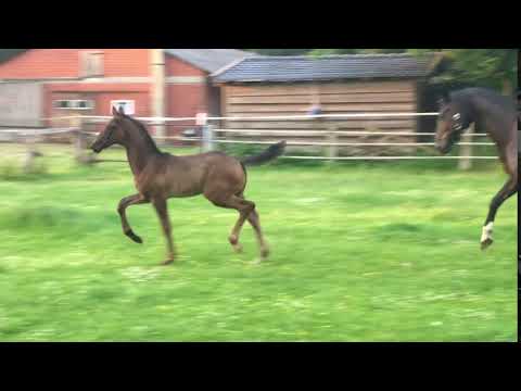 HF von Marc Cain x De Niro