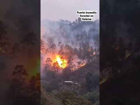 Fuerte incendio forestal en Salama