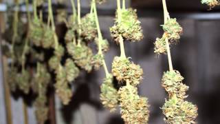 Collie Buddz - Old Times Sake