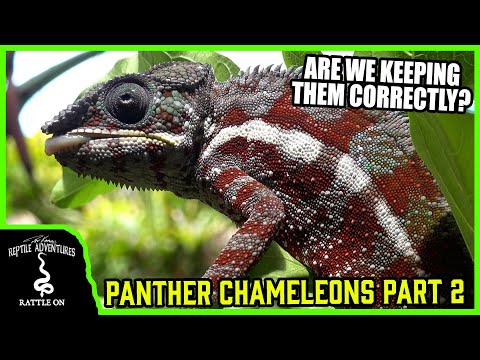 Chameleón pardál (Furcifer pardalis) — pozorovanie habitatu, porovnanie s chovom