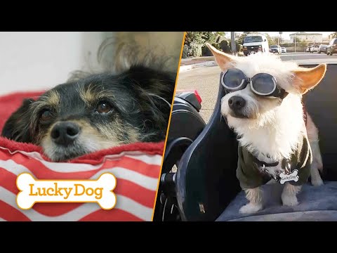 Meet PARIS the ESA Pup and ROCKET the Adventure Dog! | Lucky Dog