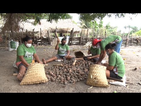 Cooperativa de mulheres extrai e vende azeite de coco babaçu em Cabeceiras do PiauiÌ 02 10 2021