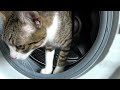 A Cat In The Washing Machine