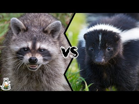 RACCOON VS SKUNK - What if these two animals fight?