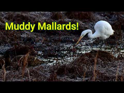 Can You Spot the Ducks in the Mud?