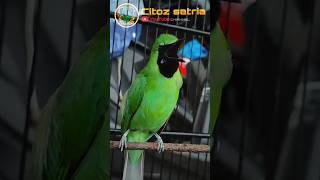 Download lagu Ijo gacor ngentrok tembakan katem mix pelatuk #shorts mp3