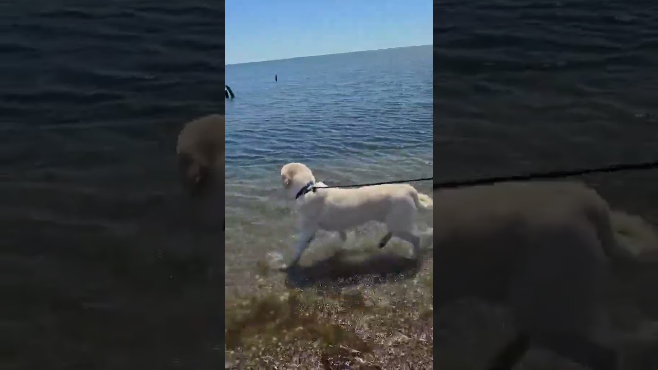 Enlarge Zeus in CT - The King of Play, a Adoptable mixed breed in Putnam, CT video 3/4
