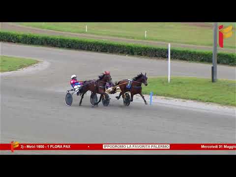 Prova di qualifica del 31 Maggio 2023 - 2 Anni - Metri 1600