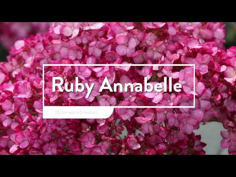 Ruby Annabelle®