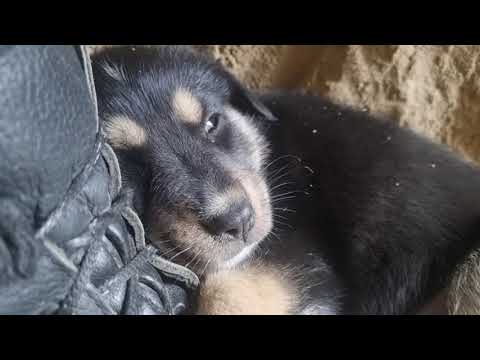 The puppy is always sitting in the trenches with the Ukrainian military.