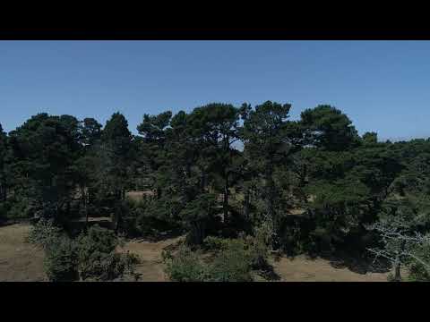 Treetop view from 20th & Aberdeen . . . Face Rock Heights, July 2020