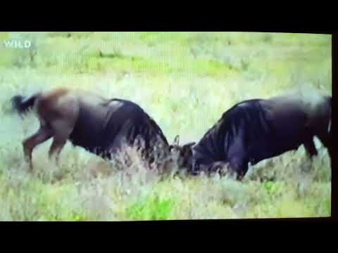 extreme wildebees fight over mating rights(who gets the girls)