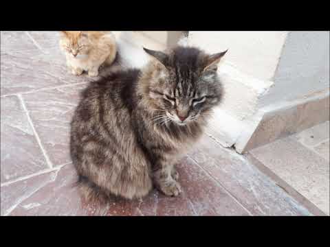 Cats in Malta, Ramla Bay Resort, Malta, April 2018