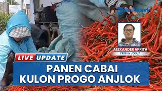 Petani Cabai di Trisik Kulon Progo Merugi, Hasil Panen Anjlok 60% Akibat Serangan Penyakit