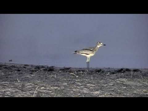 Djuma: Water Thick-knee - 18:35 - 11/20/18