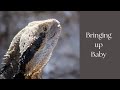 Know about a Tuatara . Conversation . Animal Talks