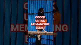 Download lagu murai batu gacor full isian SIAP UNTUK LOMBA mp3