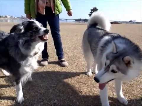 Hana vs Shin Shin, Siberian Husky Hana The Third　　Jan 17th 2014