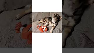 Video preview image #1 Chiweenie Puppy For Sale in Fresno, CA, USA